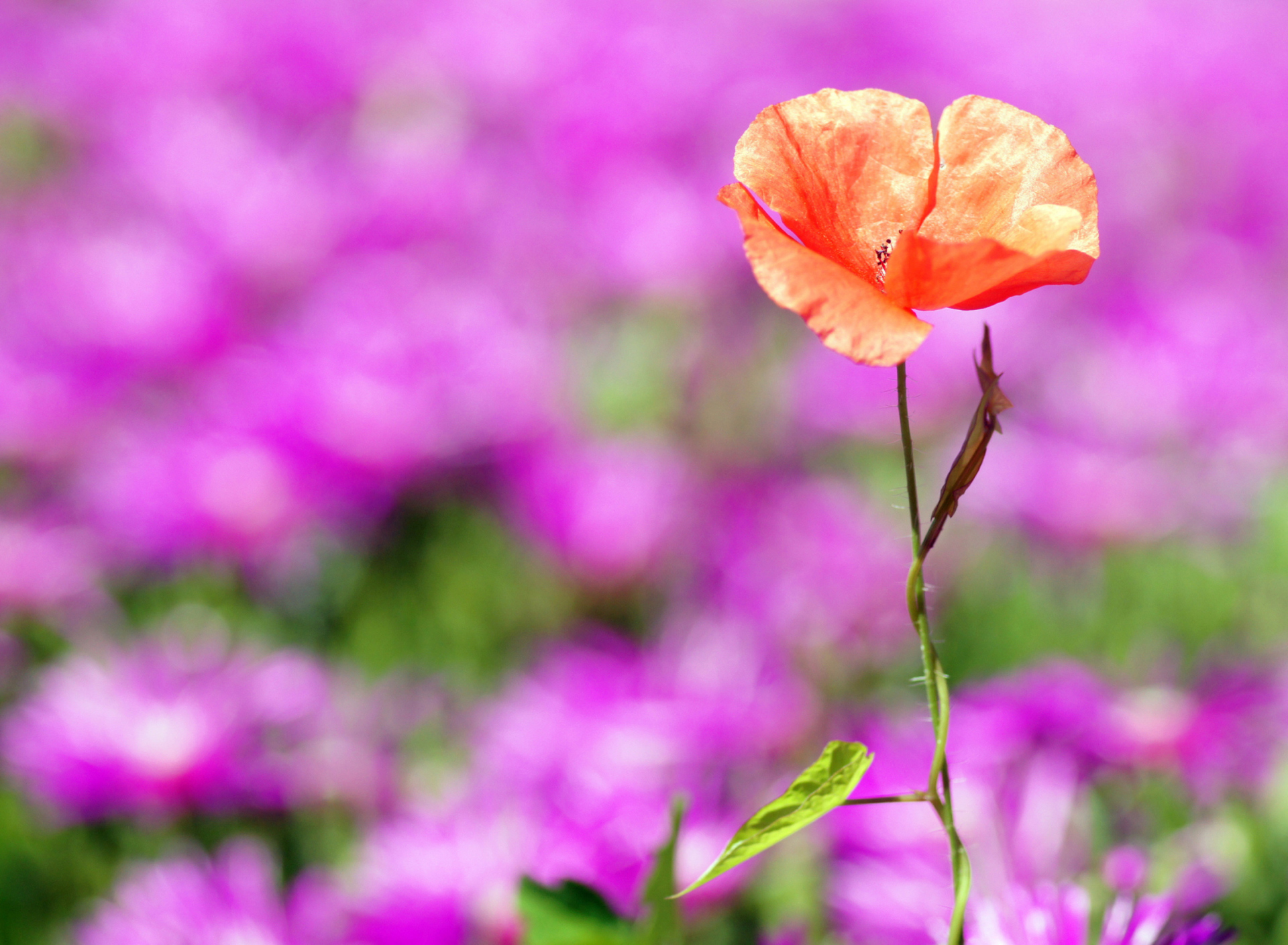 Sfondi Red Poppy On Purple Background 1920x1408