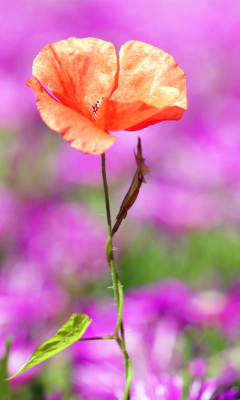 Red Poppy On Purple Background screenshot #1 240x400