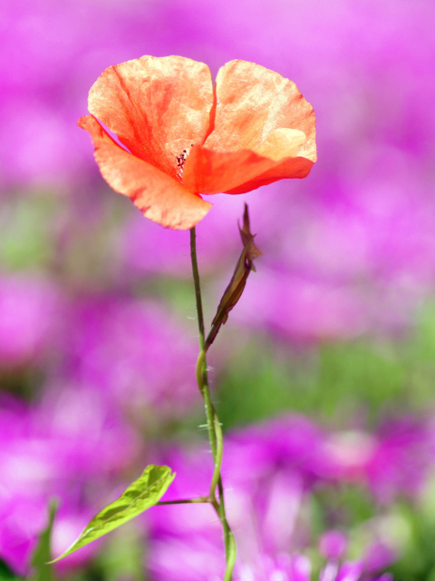 Sfondi Red Poppy On Purple Background 480x640