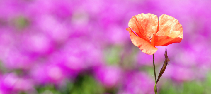 Red Poppy On Purple Background screenshot #1 720x320