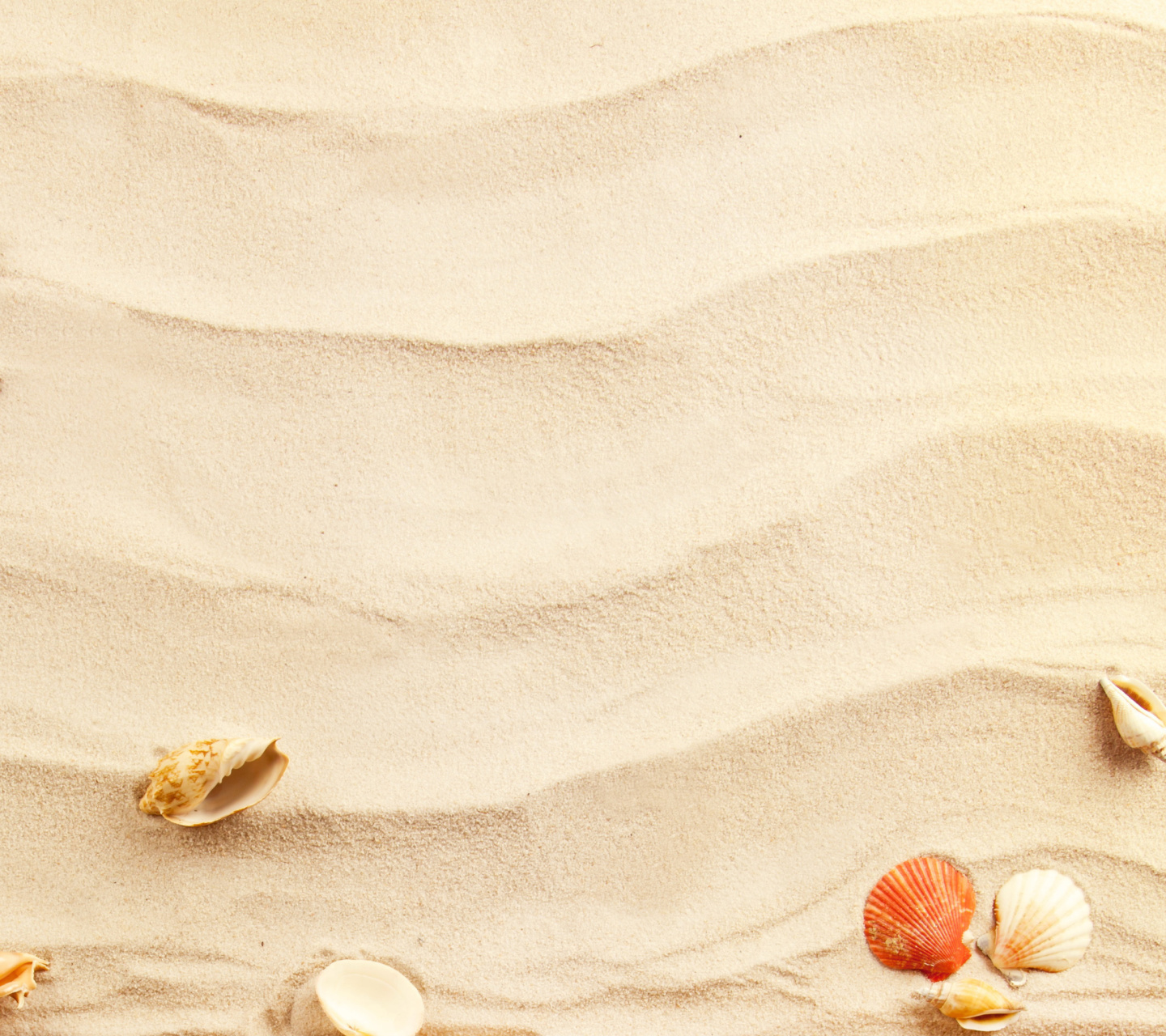 Fondo de pantalla Sand and Shells 1440x1280