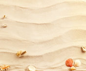 Das Sand and Shells Wallpaper 176x144
