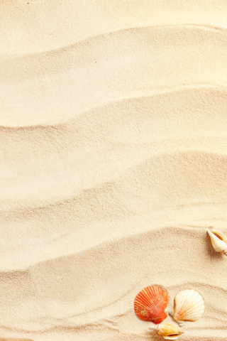 Fondo de pantalla Sand and Shells 320x480