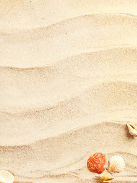 Sand and Shells wallpaper 480x640