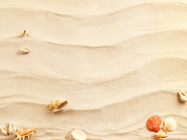 Fondo de pantalla Sand and Shells 640x480