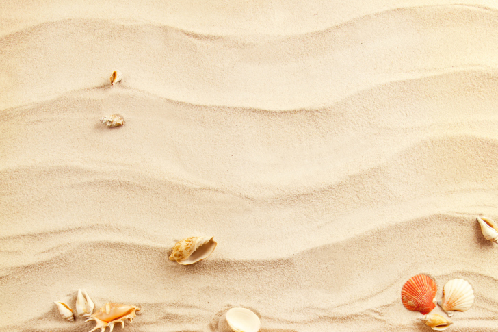 Das Sand and Shells Wallpaper