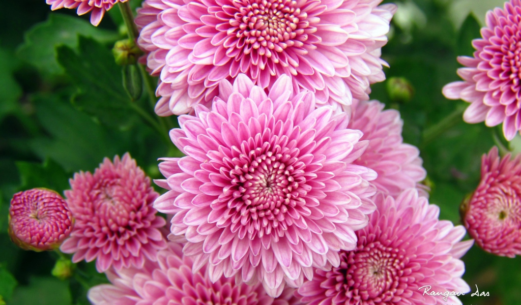 Chrysanthemum Flowers screenshot #1 1024x600