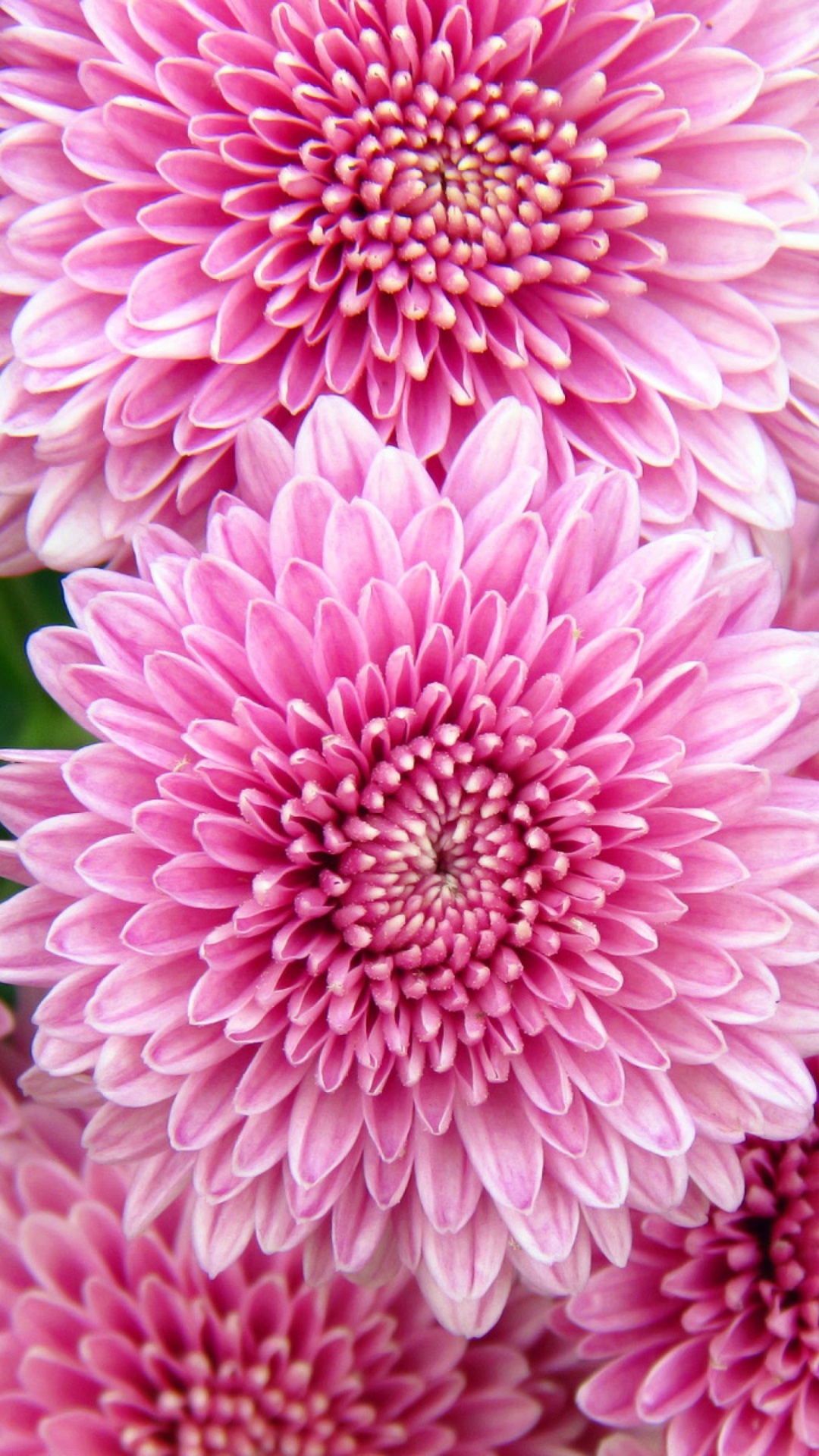 Das Chrysanthemum Flowers Wallpaper 1080x1920