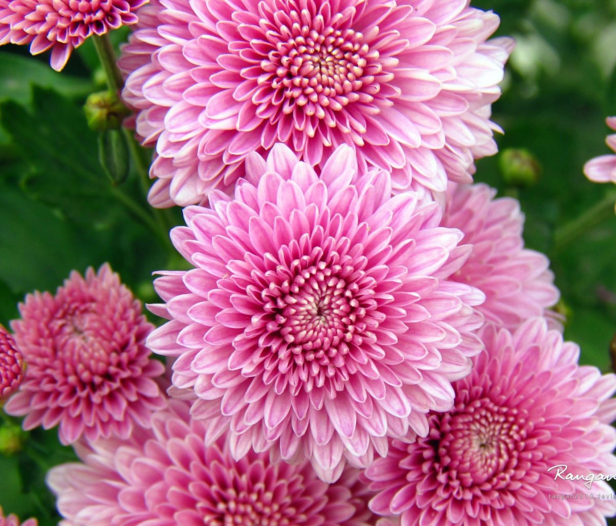 Screenshot №1 pro téma Chrysanthemum Flowers 1200x1024