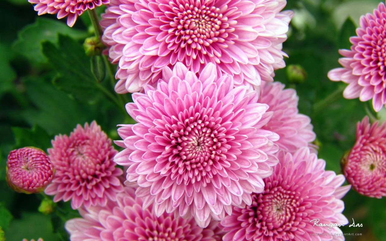 Fondo de pantalla Chrysanthemum Flowers 1280x800