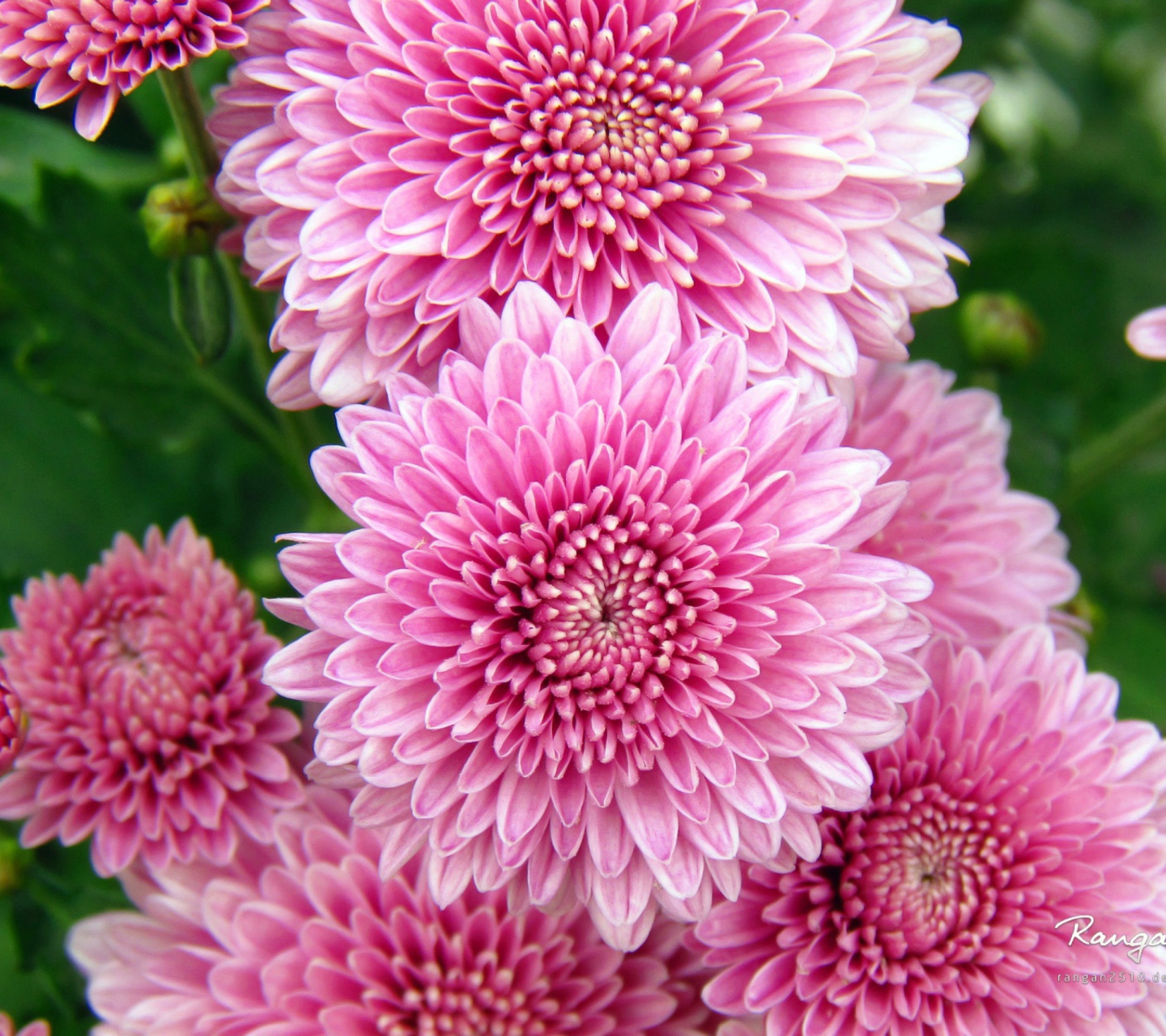 Обои Chrysanthemum Flowers 1440x1280