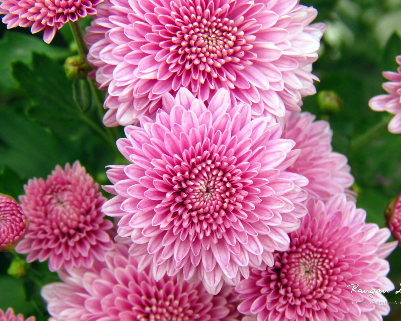 Screenshot №1 pro téma Chrysanthemum Flowers 1600x1280