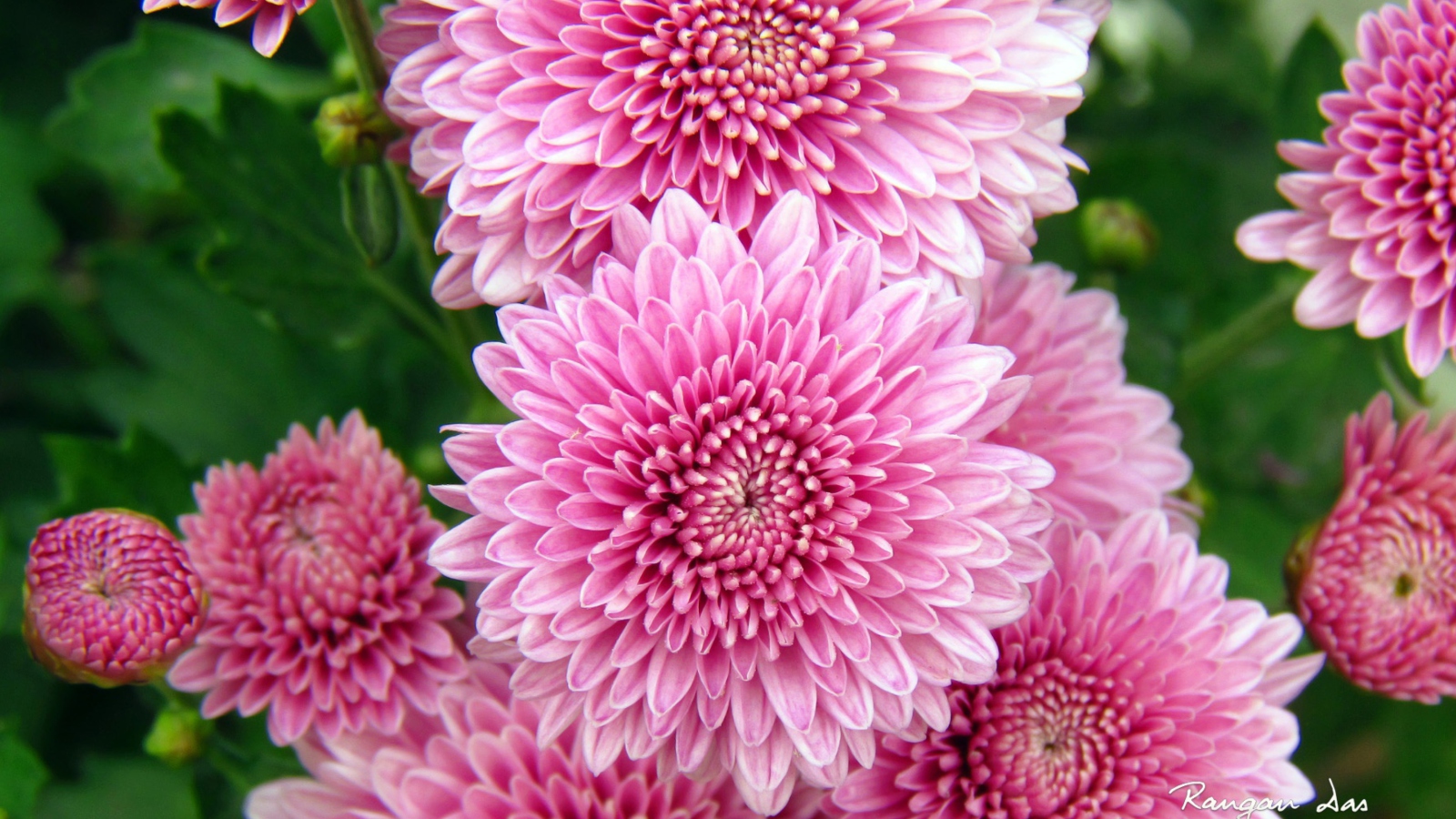 Chrysanthemum Flowers screenshot #1 1600x900