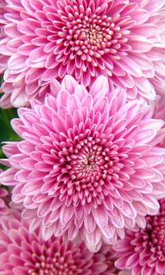 Chrysanthemum Flowers wallpaper 240x400