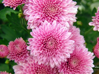 Das Chrysanthemum Flowers Wallpaper 320x240