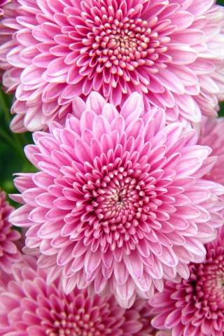 Fondo de pantalla Chrysanthemum Flowers 320x480