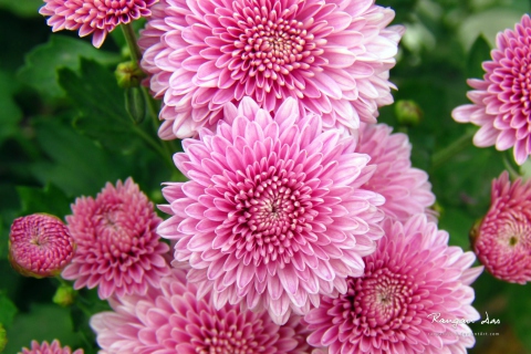 Chrysanthemum Flowers screenshot #1 480x320