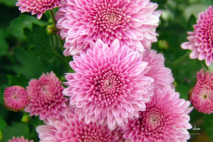 Screenshot №1 pro téma Chrysanthemum Flowers