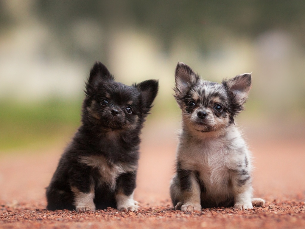Обои Chihuahua Puppy 1024x768