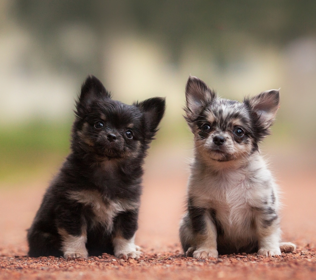 Обои Chihuahua Puppy 1080x960
