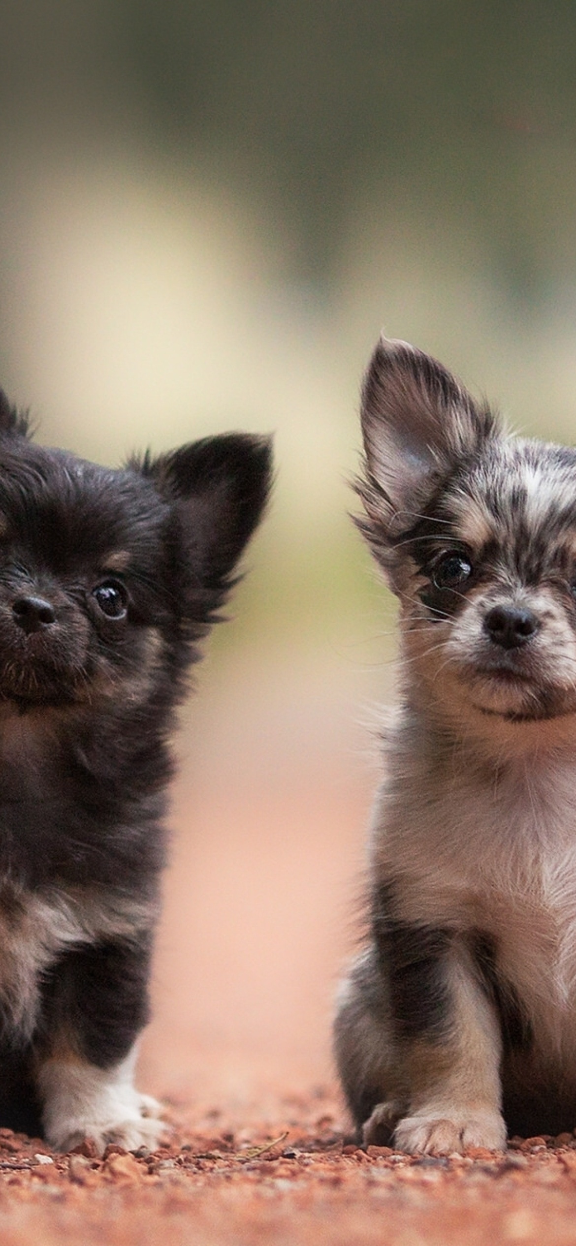 Sfondi Chihuahua Puppy 1170x2532