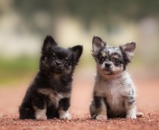 Обои Chihuahua Puppy 176x144