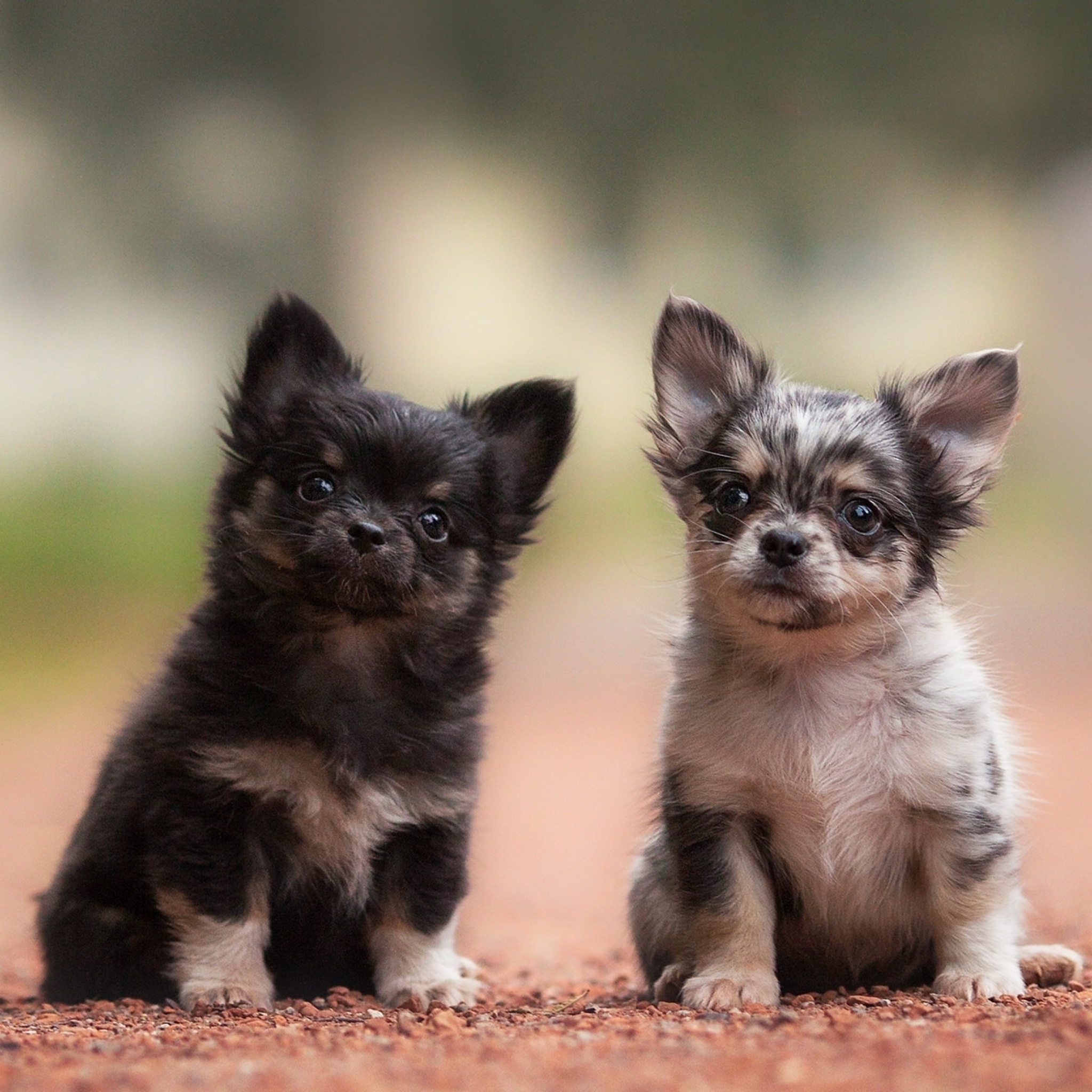 Обои Chihuahua Puppy 2048x2048