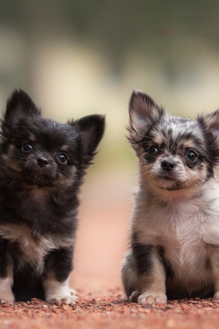 Fondo de pantalla Chihuahua Puppy 320x480