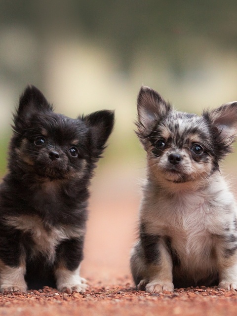 Fondo de pantalla Chihuahua Puppy 480x640