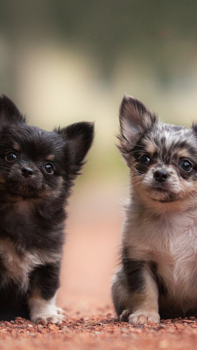 Обои Chihuahua Puppy 640x1136