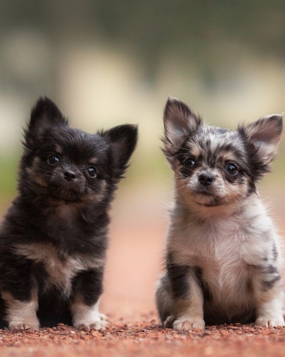 Chihuahua Puppy - Obrázkek zdarma pro 768x1280