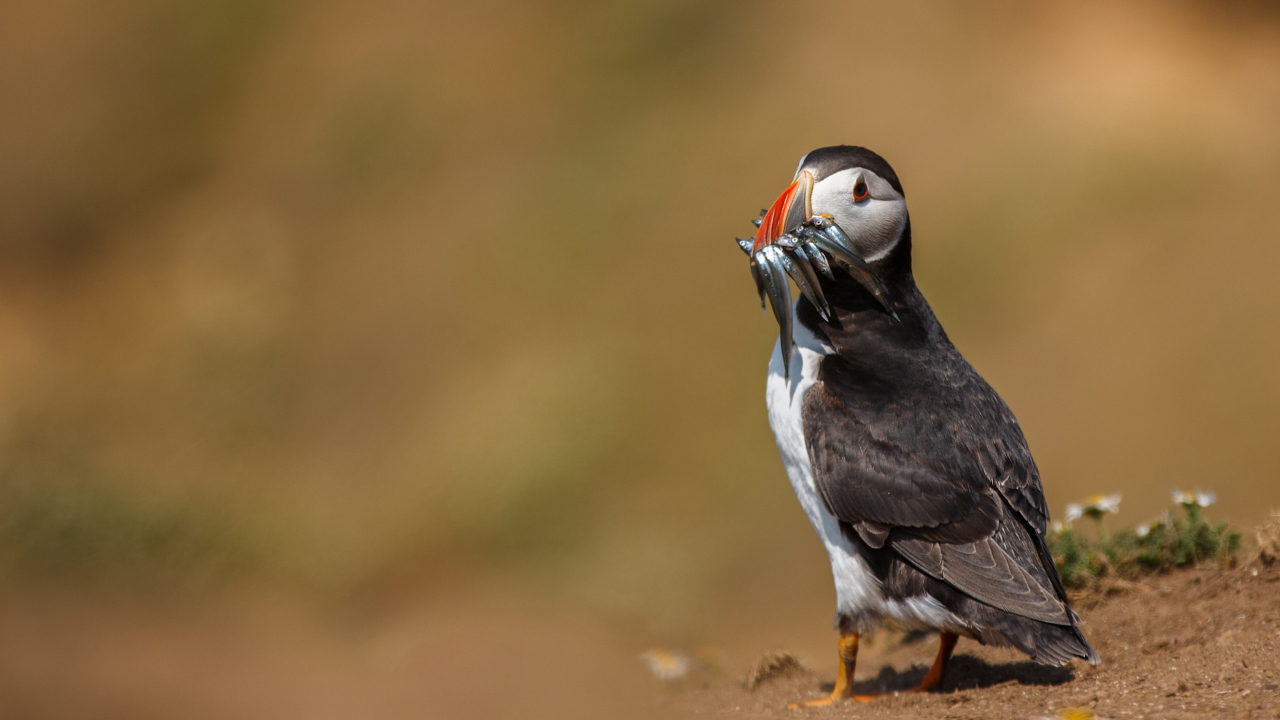 Fondo de pantalla Puffin With Fish 1280x720