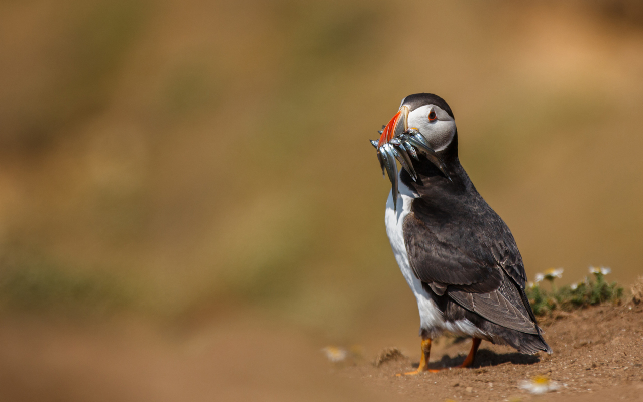Das Puffin With Fish Wallpaper 1280x800