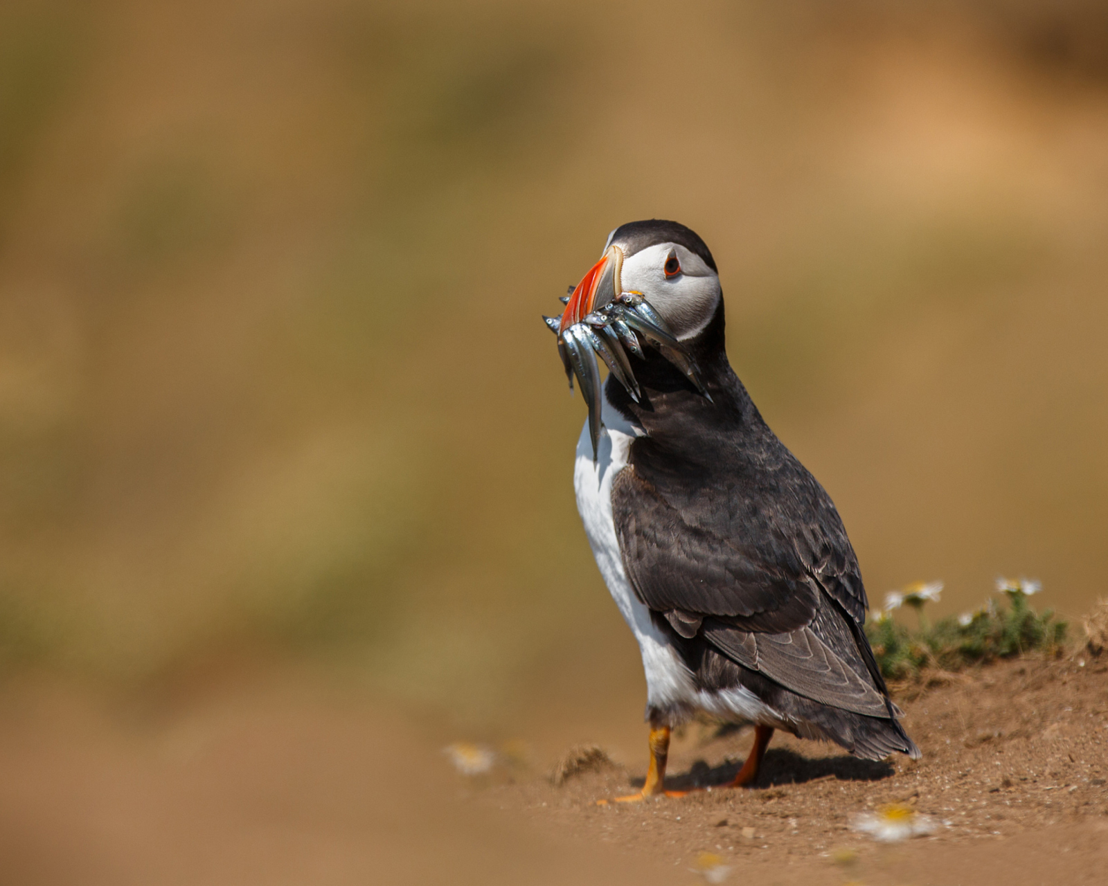 Puffin With Fish screenshot #1 1600x1280