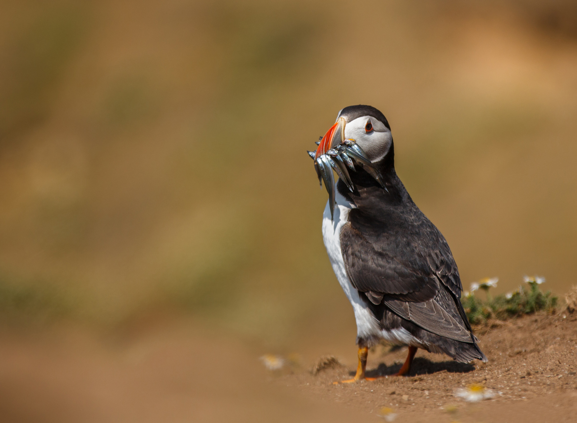 Обои Puffin With Fish 1920x1408