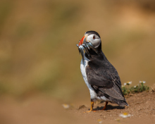 Das Puffin With Fish Wallpaper 220x176