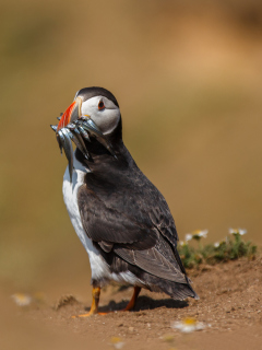 Puffin With Fish wallpaper 240x320