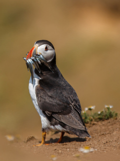 Обои Puffin With Fish 240x320