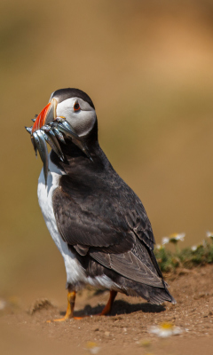 Das Puffin With Fish Wallpaper 240x400