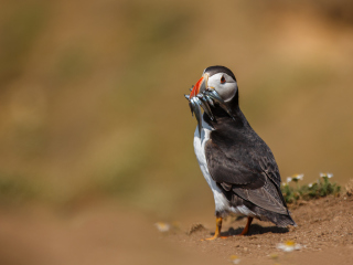 Puffin With Fish wallpaper 320x240