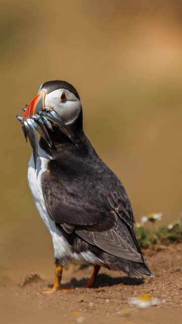 Das Puffin With Fish Wallpaper 360x640