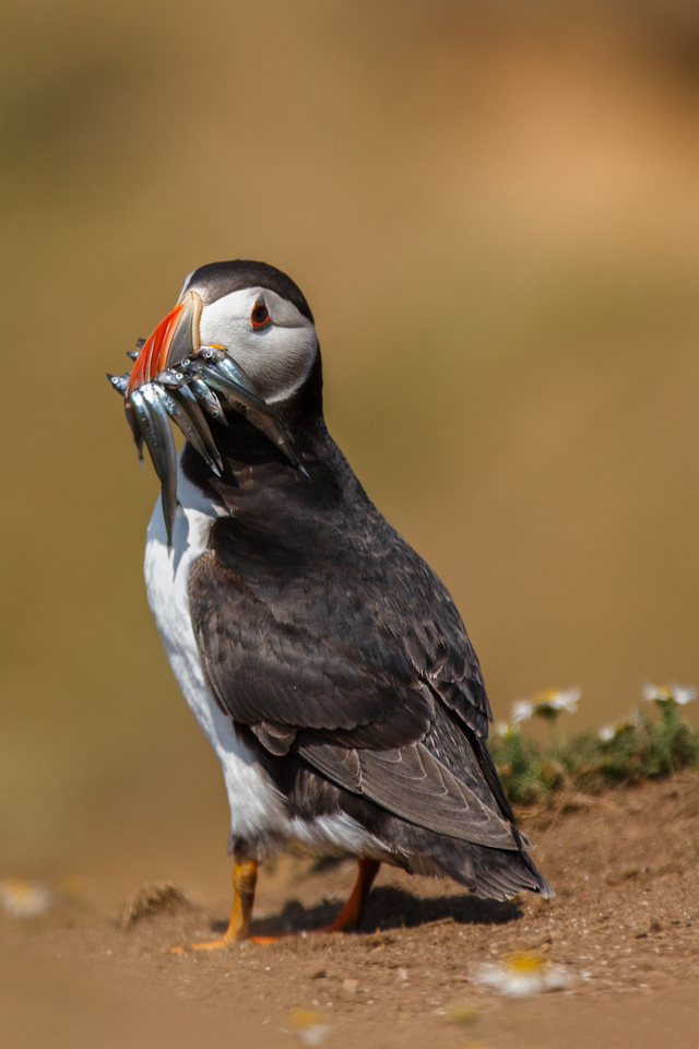 Das Puffin With Fish Wallpaper 640x960