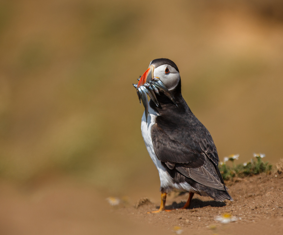 Обои Puffin With Fish 960x800