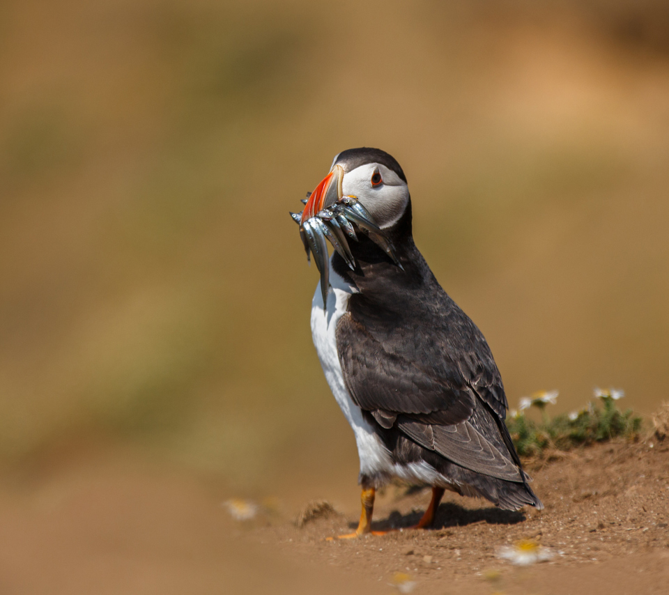 Puffin With Fish wallpaper 960x854