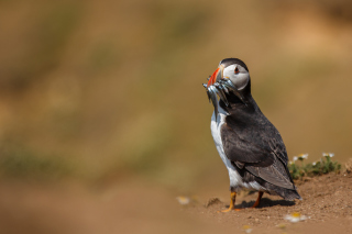 Puffin With Fish Background for Android, iPhone and iPad