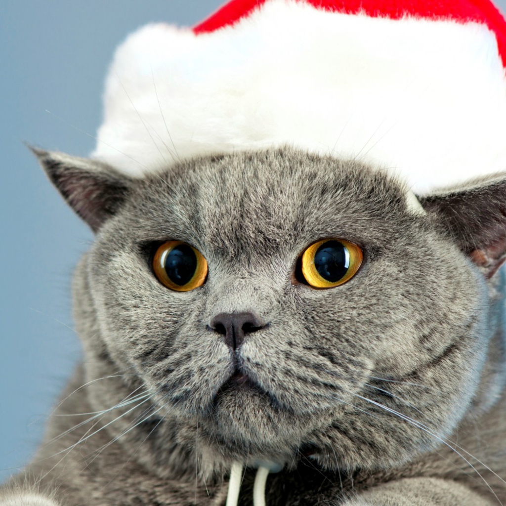 Обои Santa's Cat 1024x1024