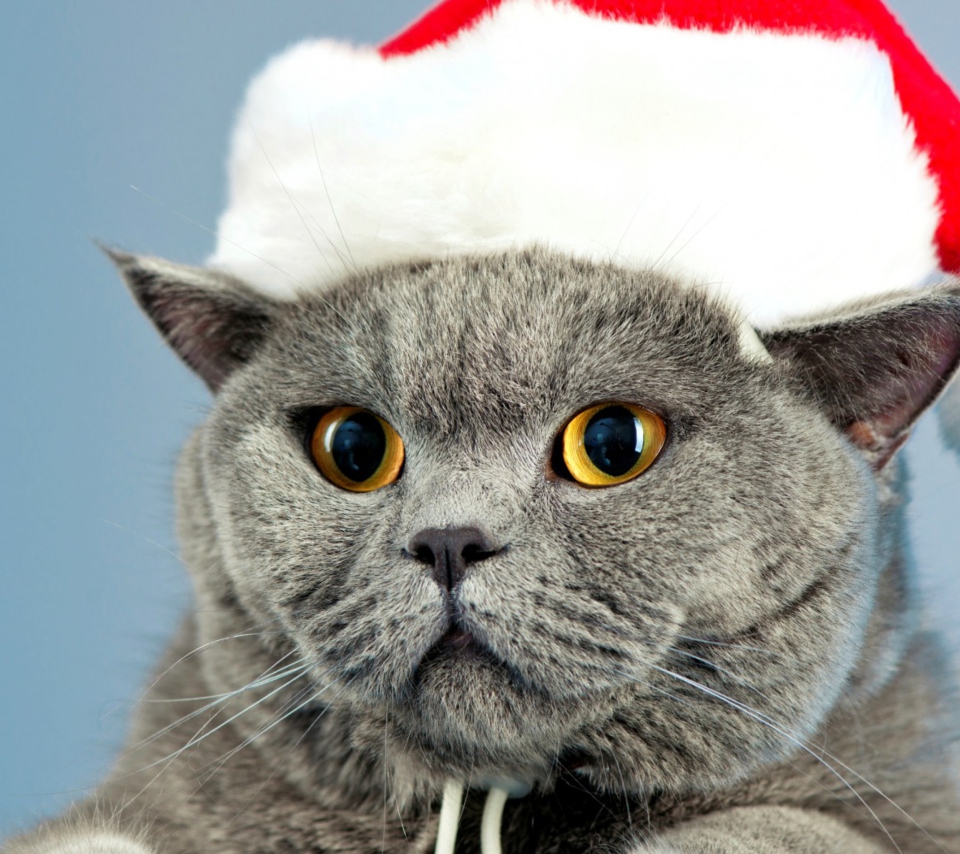 Santa's Cat wallpaper 960x854