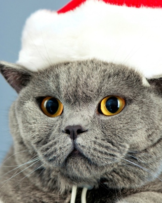 Santa's Cat - Obrázkek zdarma pro iPhone 6