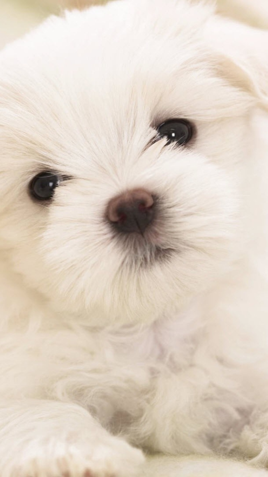 Fondo de pantalla White Puppy 1080x1920