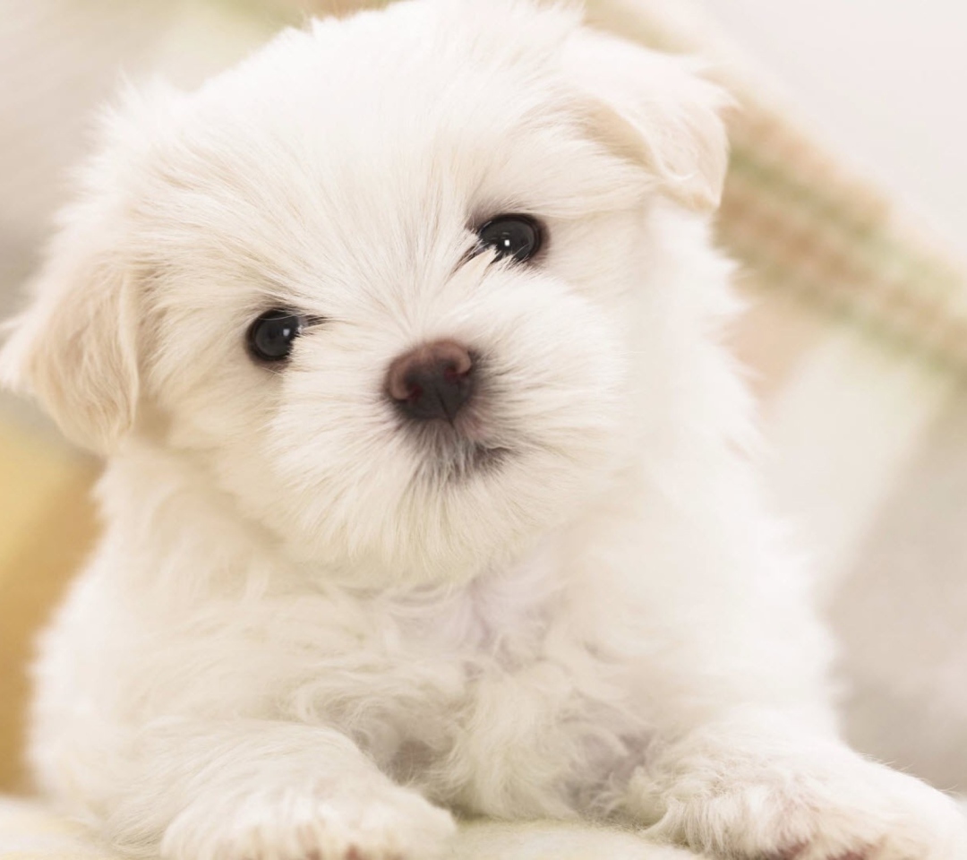 White Puppy wallpaper 1080x960